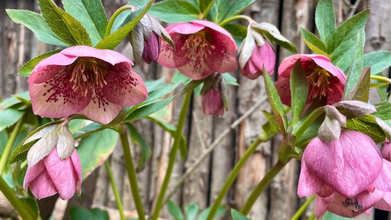 Le stagioni in giardino: lezioni di giardinaggio sostenibile dalla teoria alla pratica