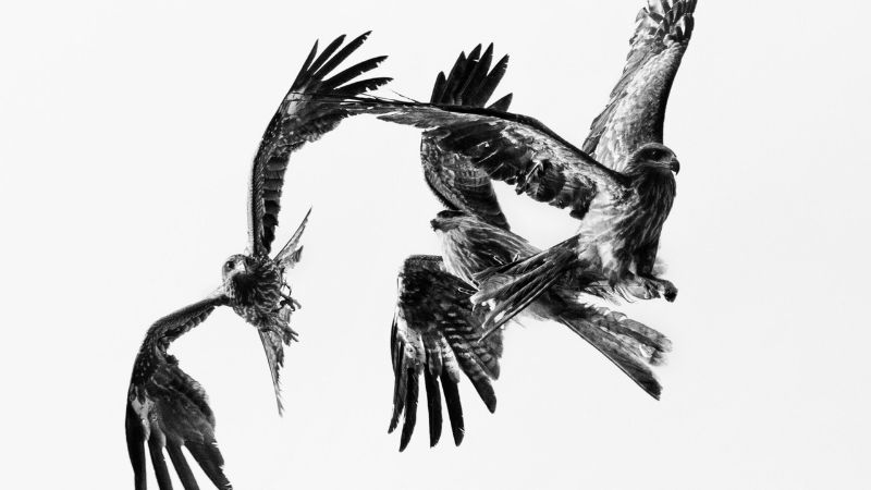 PAOLO PELLEGRIN VOLATILIA & BIRDS