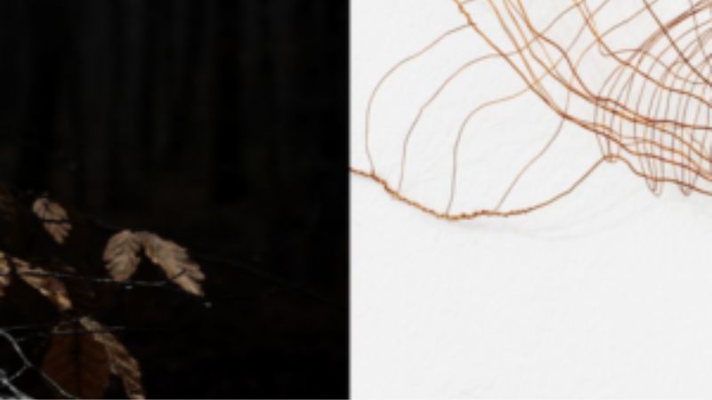 Carolina Cuneo e Francesca Migone : “Dendrogafie La scrittura segreta degli alberi”
